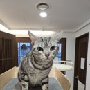 누누헤어 | [상도 고양이호텔]-아메리칸숏헤어 누누 호텔 이용기