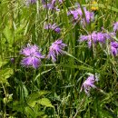 패랭이공원 이미지