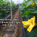 PICTURE&TEXT_20221204_사무엘상 18장 3절_사랑의 언약을 지켜라_대림절 두 번째 주일 묵상_호박꽃 꽃말 '사랑의 용기 이미지