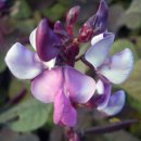 감골오리 이미지