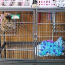 아지랑양이 이미지