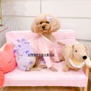 디어뚜뚜 이미지