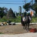 에코승마아카데미 이미지