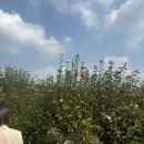 WR(서울특별시 강서구)-[마곡중앙6로]-하-1 | 매끈매끈하고 푱푱한 10월 일상