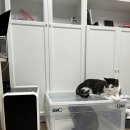 신대동물병원 | 거위기침 기관지 안좋은 고양이 산소방 오투맥스프로 사용후기 추천