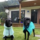 도그샤워 이미지