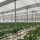 두루팜 | 부산 딸기체험 :: 25년도 3월 두루팜 딸기따기 후기