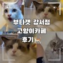 ㈜세라젬 서울마곡점 | 마곡데이트 개강추코스!!! 부타캣강서점 방문 후기 🐈🤍