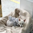 블리 | [공지] 광주네일추천 서리블리네일 자석네일 후기