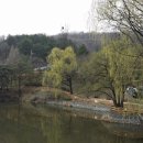 청소년수련관 앞 가로수 이미지