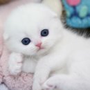 스코티쉬폴드[ScottishFold] 이미지