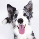 라이코 바이탈 코리아 이미지