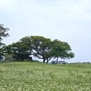조천읍 와흘메밀마을 | 제주 조천읍 사진 찍기 좋은 와흘메밀마을 메밀꽃밭