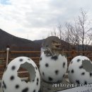 신성리 공룡발자국 이미지