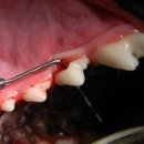 갈매동물병원 이미지