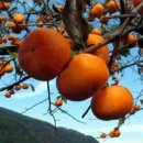 월평주공2단지 이미지