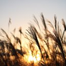 하늘공원 이미지