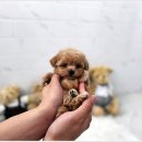 마마스미독 강아지분양 인천점 이미지