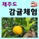 아연네감귤체험농장 이미지