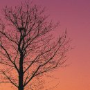 나무의꿈 이미지