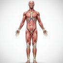 병진 | [뉴만 키네시올로지 리뷰] Ch1-1. 병진운동, 돌림운동, 운동면, 돌림축, 운동사슬, 해부학적 자세