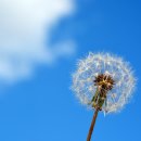 민들레농장 이미지