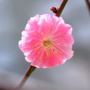 만첩