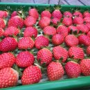 정은농장 이미지