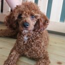 봉주르봉구 이미지