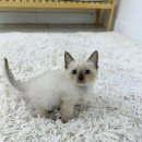 러블리캣독 의정부고양이분양 강아지분양 | 의정부고양이샵 건강하고 예쁜 아가들을 만날 수 있는곳 / 러블리캣독 의정부고양이 강아지