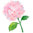 온천천시민공원 수국 이미지