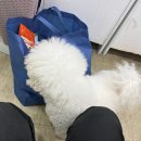 개님의상점 | 개님의상점 개님의껌 : 워우번볼 조이플래닛 캐터필러 강아지껌 후기