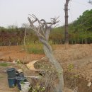 이병렬 농장 Daum카페