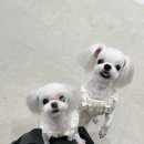 서현애견미용실 이미지