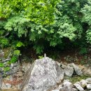 10년타기정비센타응봉점 | 설악산 남교리코스(십이선녀탕 계곡) 복숭아탕까지 왕복 트레킹