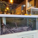 동천산꼼장어 이미지