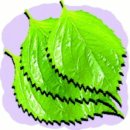 들깨나라 이미지