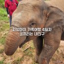 코끼리약국 | 치앙마이 여행 Ep4 코끼리 생추어리 체험, 불친절 떵뗌또, 왓스리수판과 최고맛집 까이양 청더이 후기