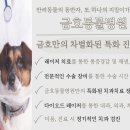 치료멍멍동물병원 | 광주 강아지 치과: 부러진 이빨, 뽑지 않고 살렸어요! 8살 믹스견 신경치료 후기 (금호동물병원)