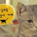 냥이와 양이 이미지