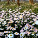 전북특별자치도 정읍시청 이미지