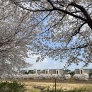 동산동신아파트 | 고양 창릉천 벚꽃명소 스타필드 동산공원 피크닉 후기(주차정보)