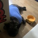 신일환동물병원