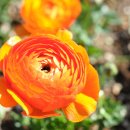 정원야생화 이미지