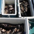 피쉬팩토리 이미지