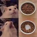 고양이 밥 먹을 때 특징 이미지