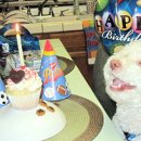 생일이개 이미지