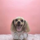 그루머공간 이미지