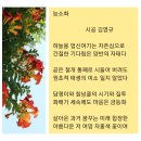 능소화/時空김영규 이미지