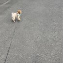 펫제제(PET JEJE) 이미지